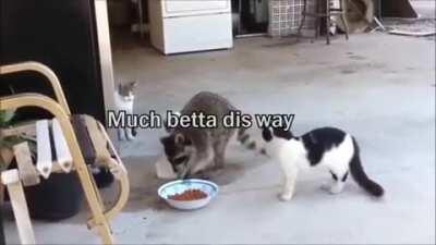 Trash panda steals cats' food