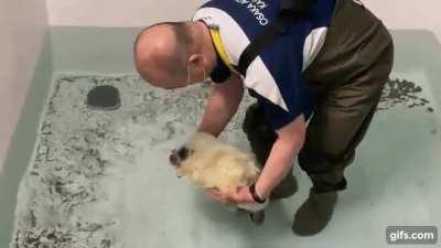 Baby Seal's First Time in a Deep Pool