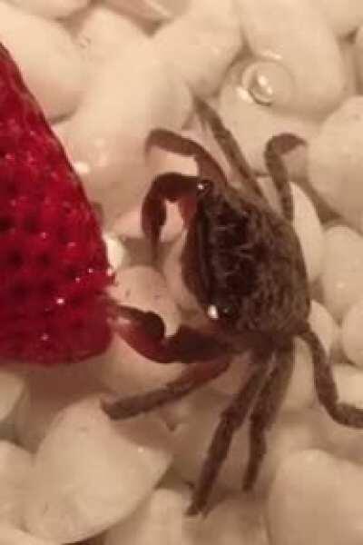 Everyone is hyper upvoting boobs and scantly clad women, but what about tiny crab eating a strawberry?