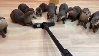 This aquarium in Japan has quite the audience for cleaning!