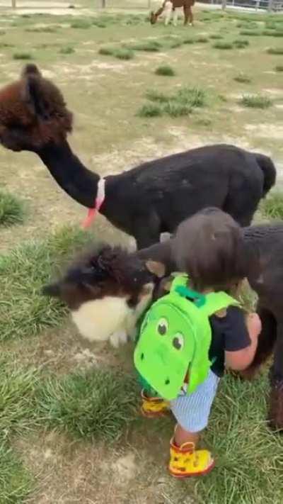 Alpaca hugs.