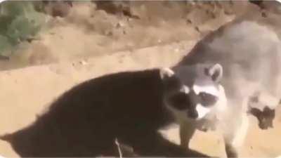 T-pose Racoon on Make a GIF