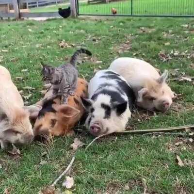 Kitten enjoying pig friendship crew