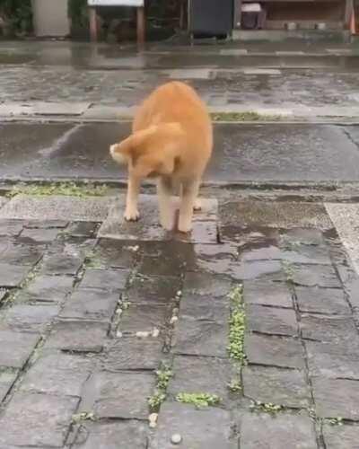 Cat splashing in a puddle