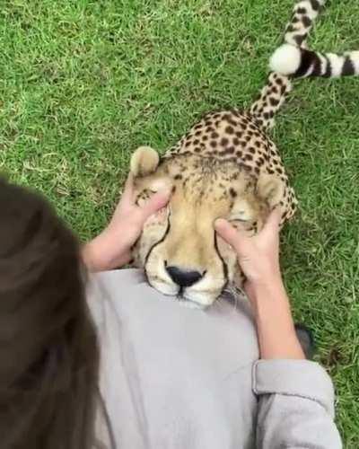 Sometimes Cheetahs are so nice