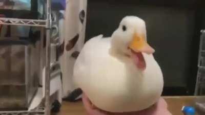 Youtuber makes his duck sing this .