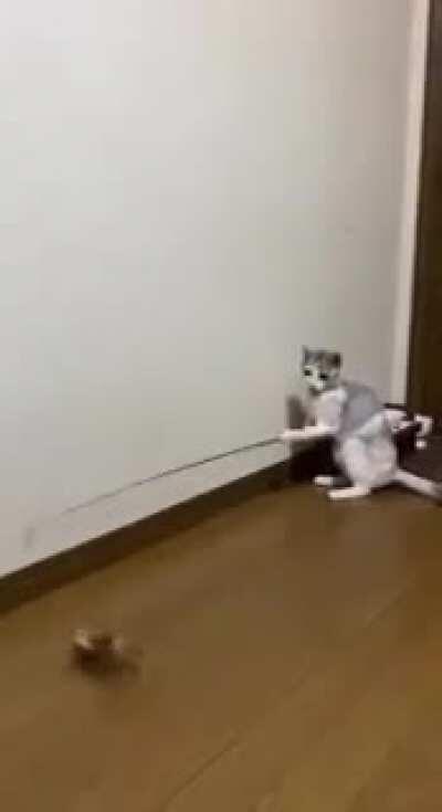 Cat tricks itself