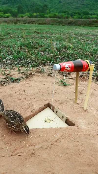 A simple Quail trap