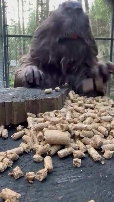 Cute Beaver Snacking