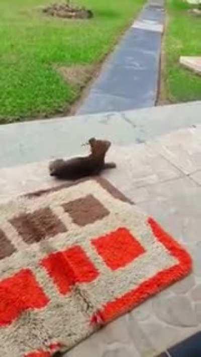 This puppy playing with a butterfly is the cutest thing ever