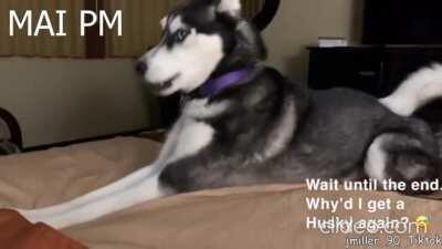 Husky Tantrums