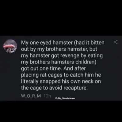 1000 ways to die (hamster edition)