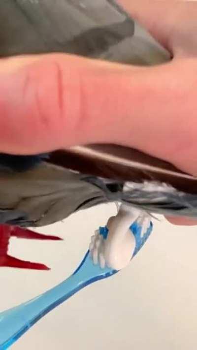 Pigeon Toothpase Dispenser