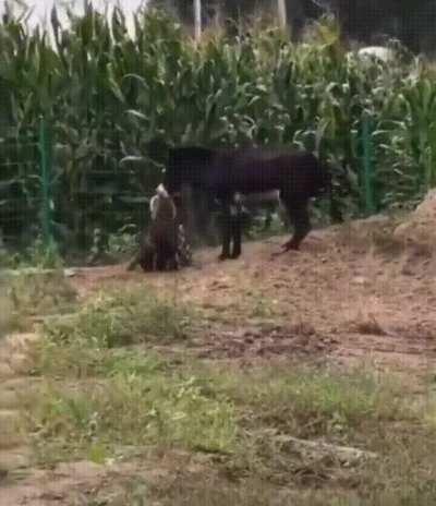 A donkey gets the upper hand in dealing with a pesky hyena that intruded onto a farm