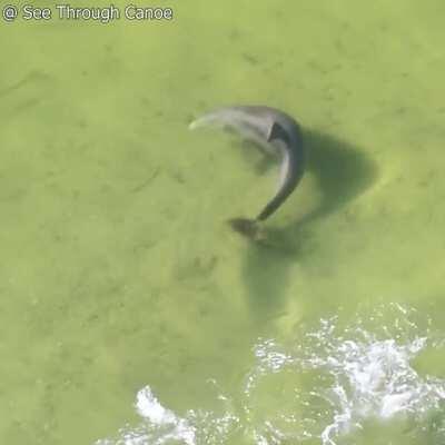 The speed and agility of a Dolphin as he catches a fish