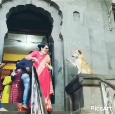 Stray dog giving blessings to strangers at an Indian temple