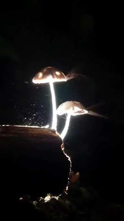 Mushroom releasing millions of microscopic spores into the wind.