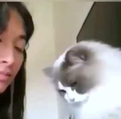 Trying to play with your cat