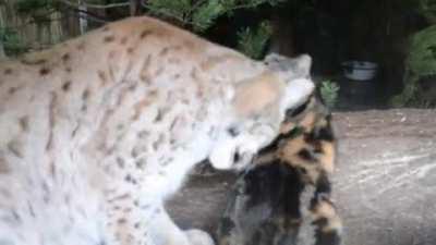 The cat broke into a Lynx's cage. Now they're best buds