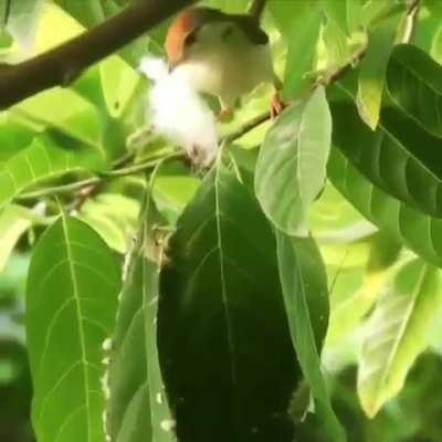 Dressmaker birds: they can sew nests from leaves, using a beak instead of a needle, and plant fibers instead of threads.