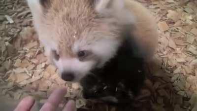 🔥 Red panda! : redpandas || [dd]  : First Downlo...