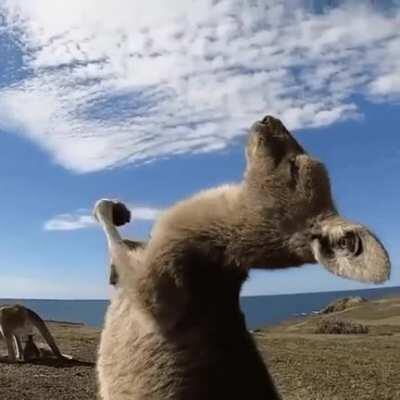 🔥 The way this Kangaroo is vibing