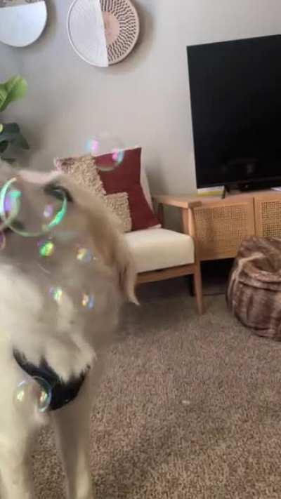 Kedzie vs Bubbles