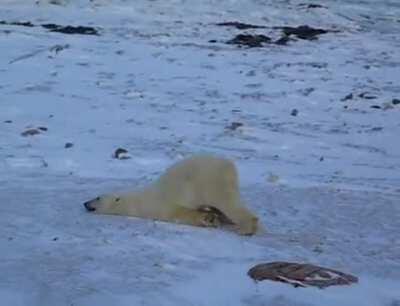 How Polar Bears dry off