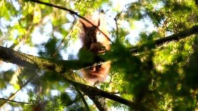 Ich sehe deinen Igel und erhöhe um ein Eichhörnchen heute im Park.