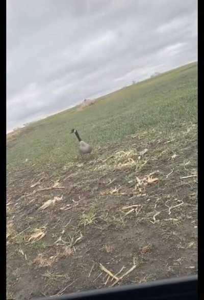 A goose makes a good friend?