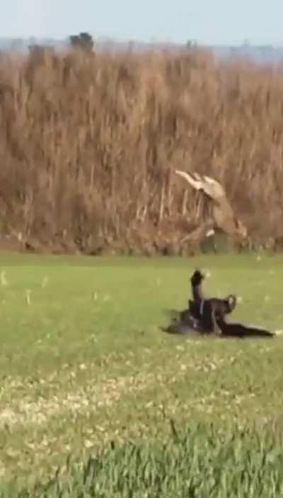 🔥 This bunny outmanoeuvring a hawk