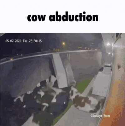 cow