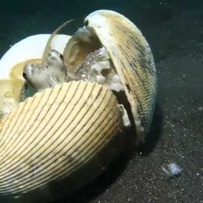 Octopus using shells as defensive shields from an approaching scuba diver