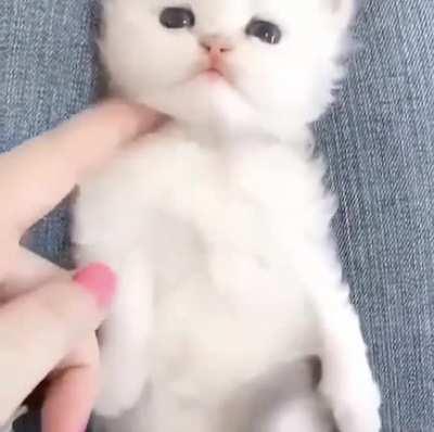 Smol meows