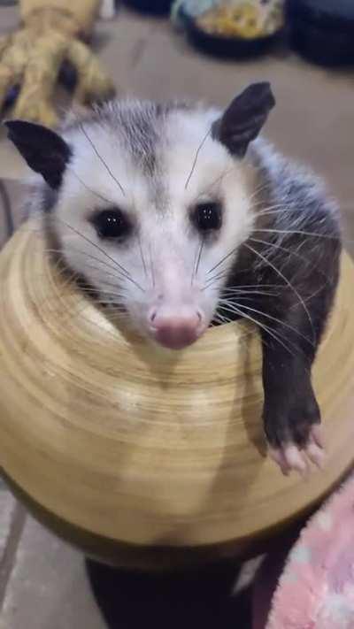 Magic possum 💚