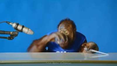 Orangutan ASMR credit: YouTube/Animalia