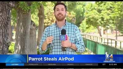 a parrot steals airpod for a reporter on air while talking about crimes on the area!