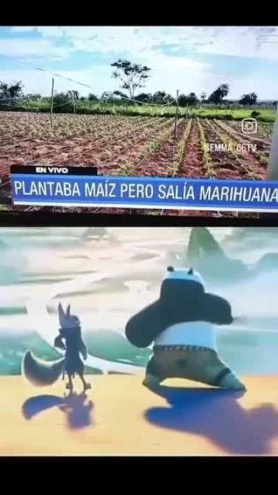 Has agua de pera y confunde a todos