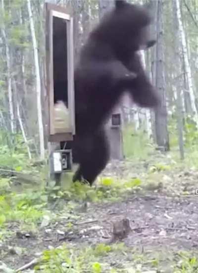 Bear reflection