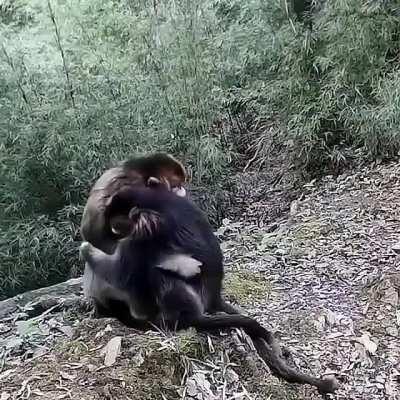 This cute hug! Animals have feelings too.