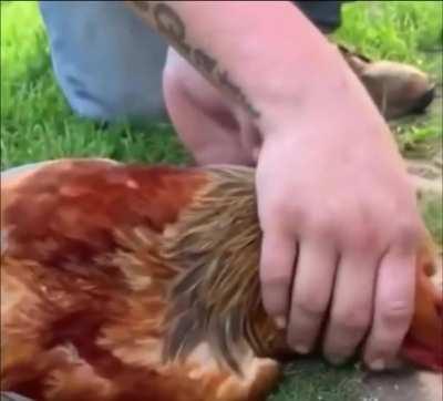 Chickens become hypnotized when a line is drawn in front of them.