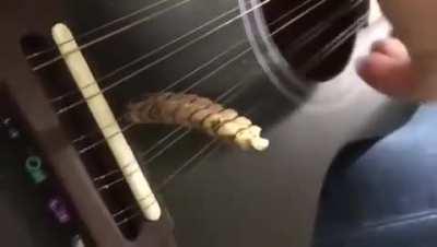 Jamming with a rattlesnake tail between the strings of a guitar