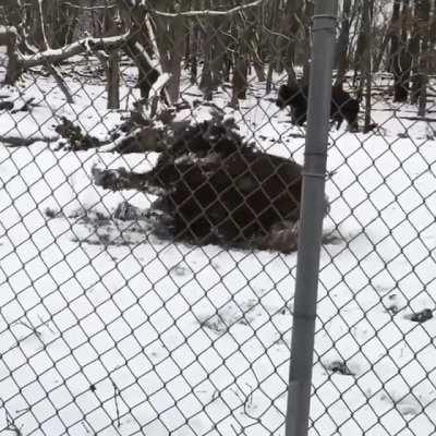 Bouncy Bison zoomies after the first snow fall of the year