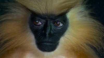 🔥 Gee's Golden Langur - one of the rarest and most beautiful primates in the world.