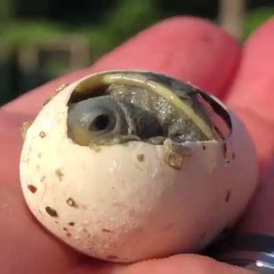 Baby turtle looks at the world for the first time and winks..