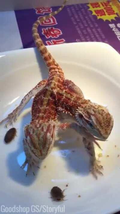 Nothing to see here, just a two-headed bearded dragon having a snack