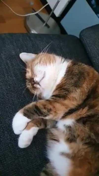 My partner sent me a video of our drummer cat (at least she dreams about it)