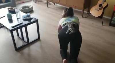 Cat takes the booty bus