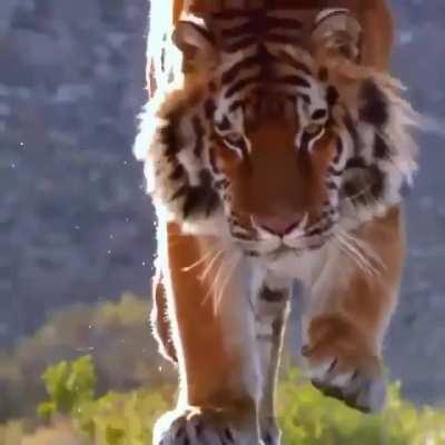 Magnificent tiger capture