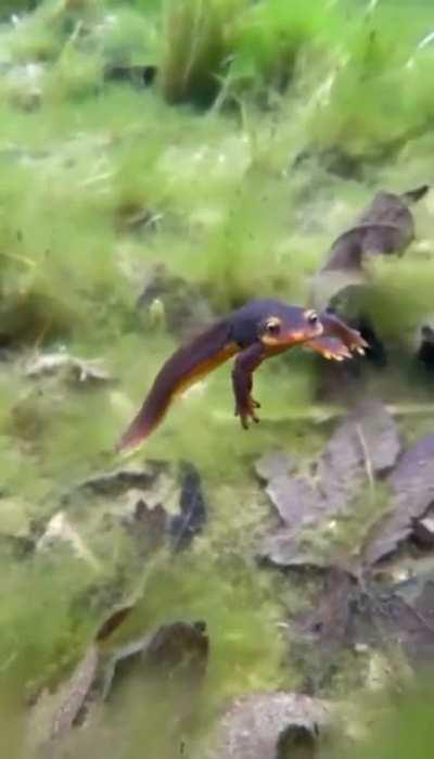 Hi Little Newt in Silverado Canyon CA Creek